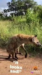 Two-Legged Hyena Still Alive 9 Months After Lion Attack