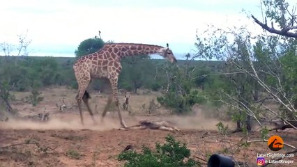 GIRAFFE TRIES SAVING HER DEAD CALF FROM HYENAS