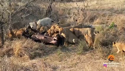 BUFFALO THINKS HE CAN SNEAK PAST 23 LIONS
