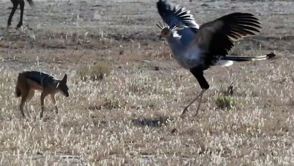 SECRETARY BIRD HARASSES JACKAL