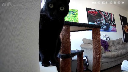 Cat Knocks Over Security Camera