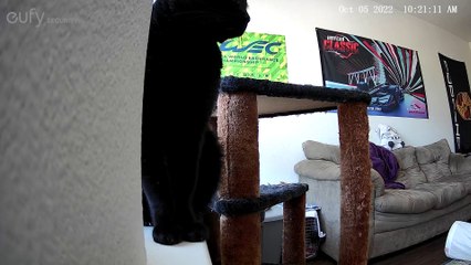 Cat Knocks Over Security Camera