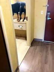 Dog Checks Himself in the Mirror