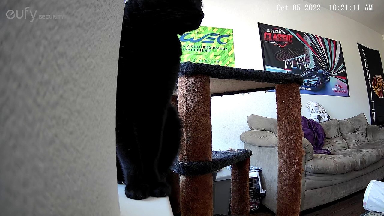 Cat Knocks Over Security Camera