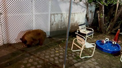 Mama Bear and Cubs Say Hello