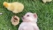Adorable puppy, chick, duckling