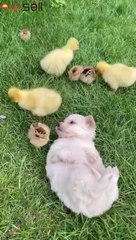 Adorable puppy, chick, duckling