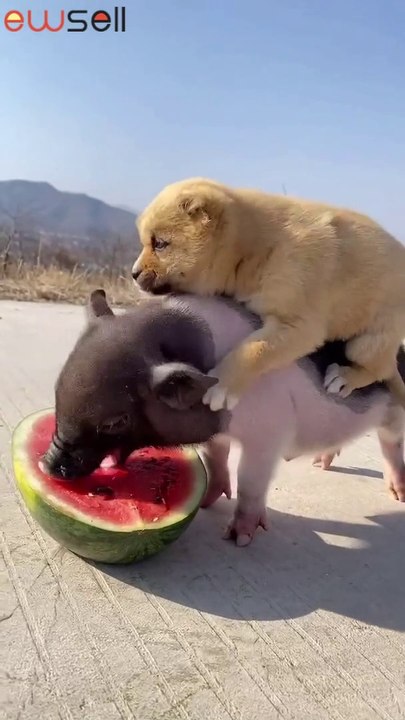 Piglet carries a puppy and eats watermelon