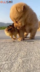 The puppy is trampling the chick under his feet