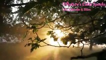 Relax with tranquilizing trees,Relaxation music,soothing & calm music videos with beauty of nature