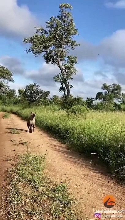 How Hyenas Live After A Lion Attack