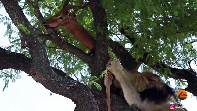 DEAD IMPALA TORMENTS MALE LION