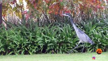 HERON SHOWS OFF ITS EPIC HUNTING SKILLS