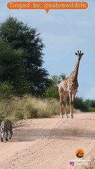 Leopard Bumps Into Giraffe On The Road
