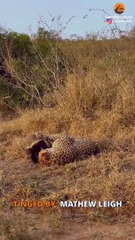 Honey Badger Tries Escaping Leopard's Grip