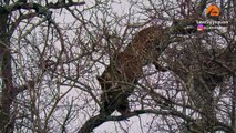 Leopard Risks it All at Extreme Height to Raid Eagle's Nest