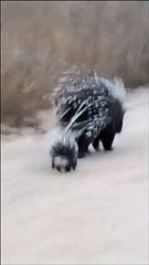 Porcupine Mommy Takes Her Babies Out on an Adventure  #Shorts