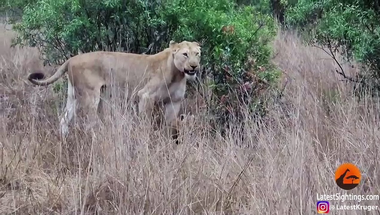 Lion Cubs Learn How to Cross the Road