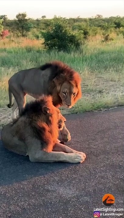How Male Lions Show Dominance…