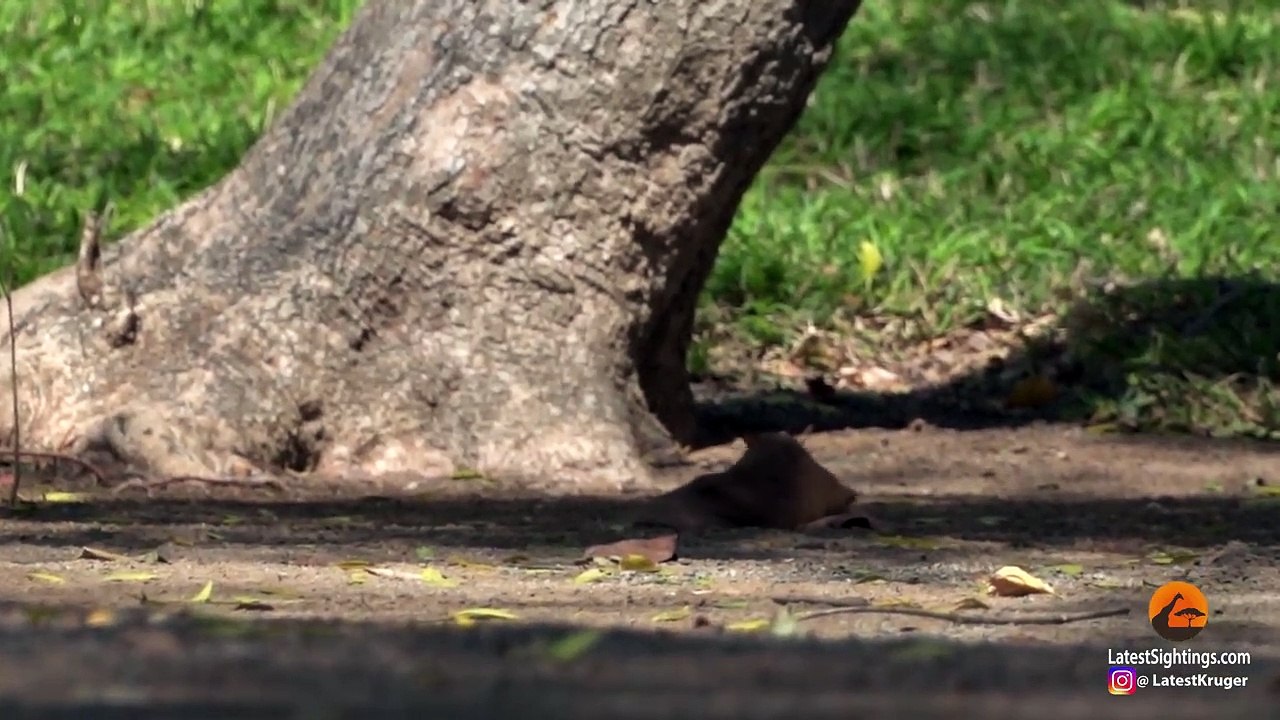 Bird vs Bat