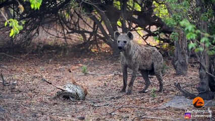 IMPALA BABY TRIES ESCAPING PYTHON & HYENA