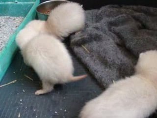 furetons ayla