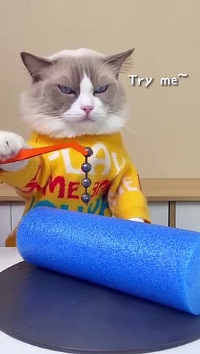 Don’t_try_at_home_#thatlittlepuff_#catsofyoutube(360p)