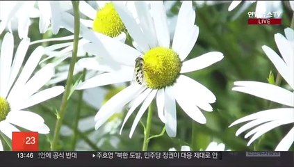 [날씨] 내일 아침까지 때이른 추위…낮부터 평년 기온 회복