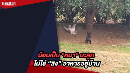 น้อนเป็น "หมา" นะลูก ไม่ใช่ "ลิง" อาหารอยู่บ้านไม่ใช่บนต้นไม้