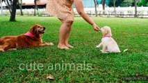 Cute puppies collection in this video! Animals video! Cute animals video