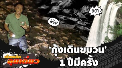 เรื่องเด็ดลุยเดี่ยว | กุ้งเดินขบวน มหัศจรรย์ธรรมชาติครั้งเดียวในรอบปี | ข่าวเที่ยงอมรินทร์|11ต.ค.65