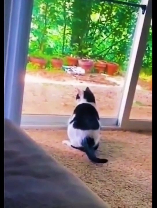 Animals funny video cat funny moments video