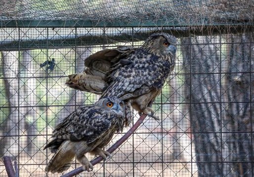 KAÇAK AVCILARIN YARALADIĞI PUHU ÇİFTİ, AİLE OLMAYA HAZIRLANIYOR
