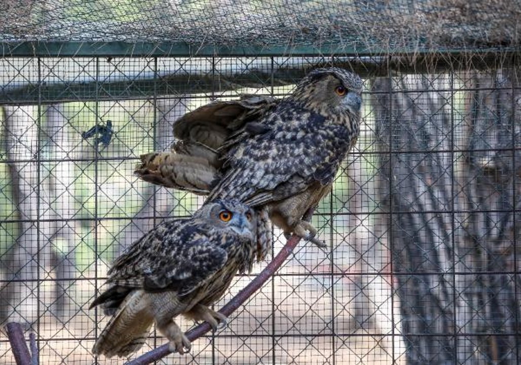 KAÇAK AVCILARIN YARALADIĞI PUHU ÇİFTİ, AİLE OLMAYA HAZIRLANIYOR