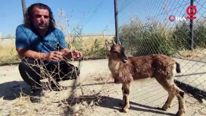 Tedavisi tamamlanan yavru yaban keçisi doğaya bırakılacak