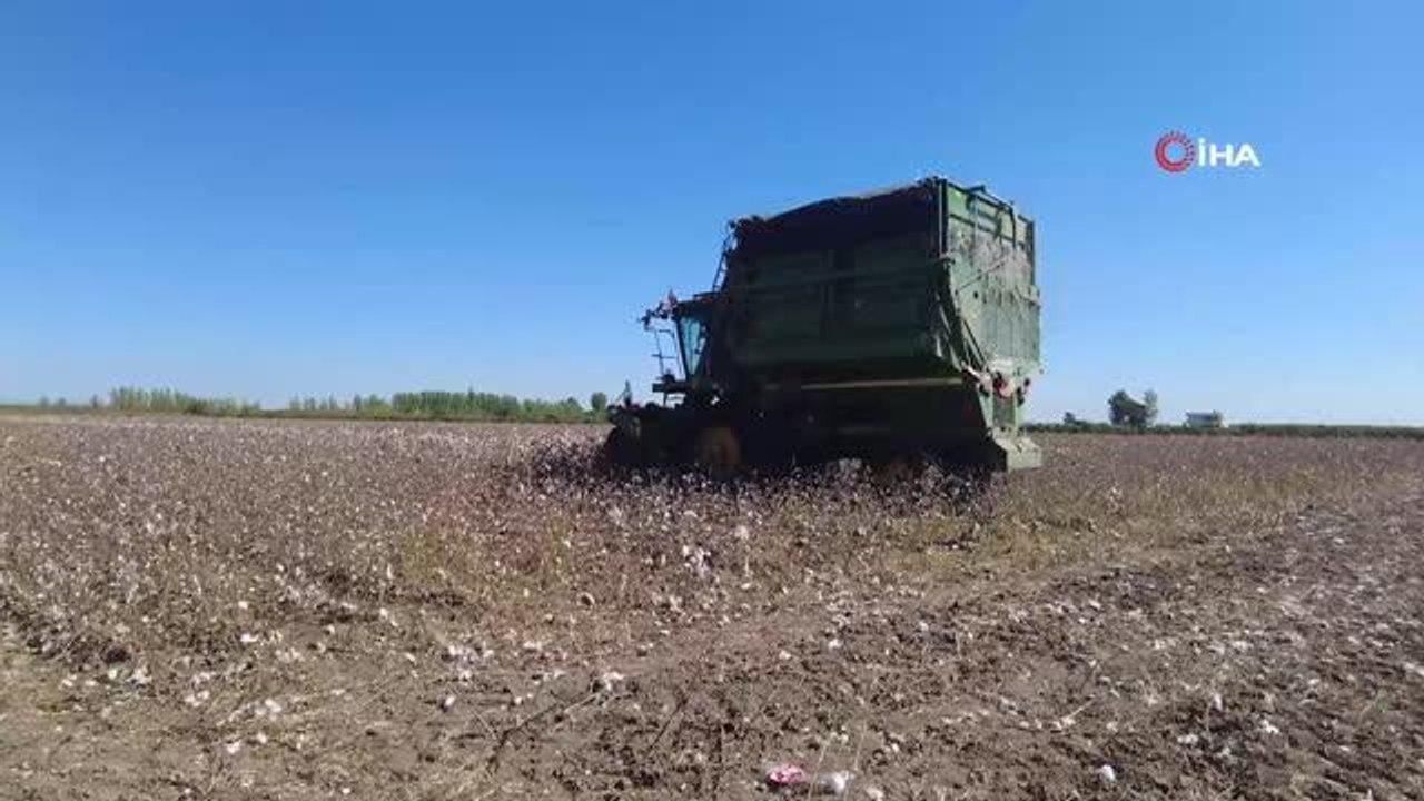 Mersin ekonomi haberleri | Mersin'de "beyaz altın" hasadı