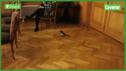 Dinant: une pie s'invite au conseil communal