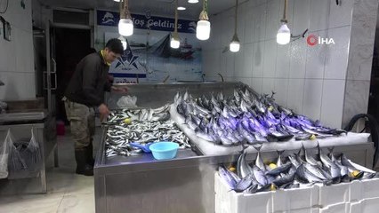 Karadeniz'de palamut bereketi sürüyor