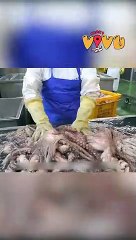 Quá trình chế biến bạch tuộc với số lượng khổng lồ
