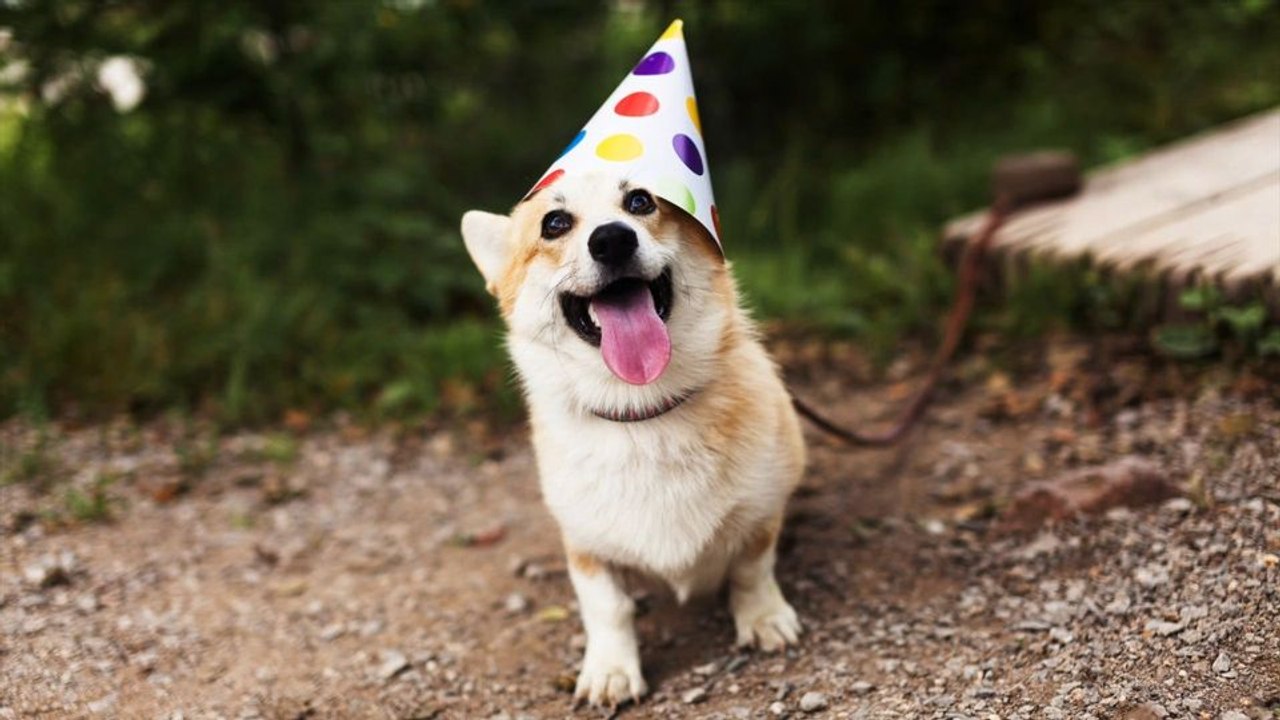 Wie feiert die welt den hund?