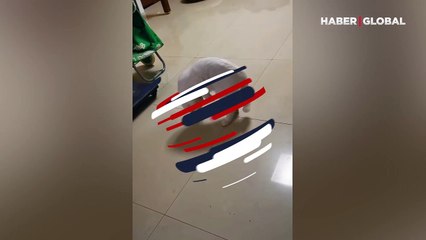 Kuyruğunun varlığını yeni keşfeden kediden 'komik hareket'