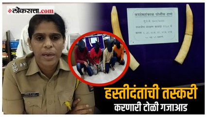 Sangli; सांगलीत तब्बल २० लाखाचे दोन हस्ती दंत ताब्यात