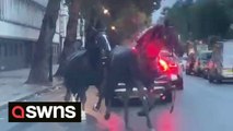 Bizarre moment three horses galloped through traffic - in the middle of London