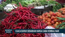 Cuaca Buruk Disebut jadi Penyebab Harga Cabai di Bengkulu Kembali Naik