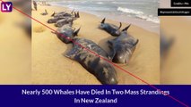 Nearly 500 Pilot Whales Die On Remote New Zealand Islands In Two Mass Strandings