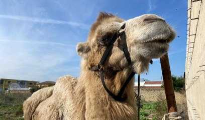 Casal di Principe (CE) - Detiene un cammello, 7 cavalli e 12 cani in un terreno: denunciato (11.10.22)