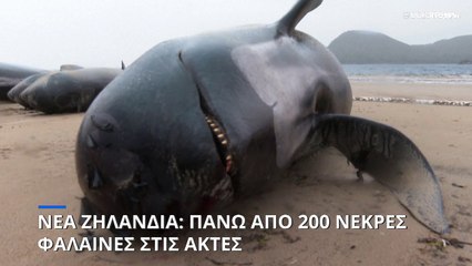 Νέα Ζηλανδία: Πάνω από 200 νεκρές φάλαινες στις ακτές