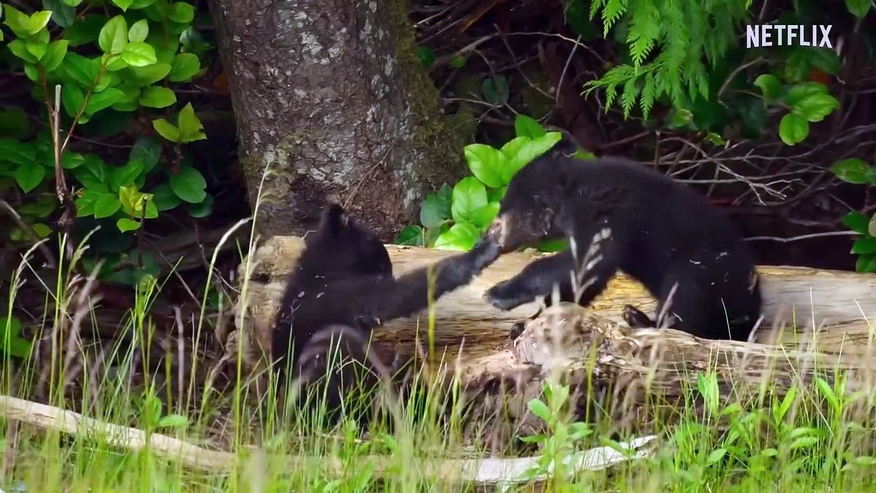 Die Insel der Küstenwölfe Trailer OV