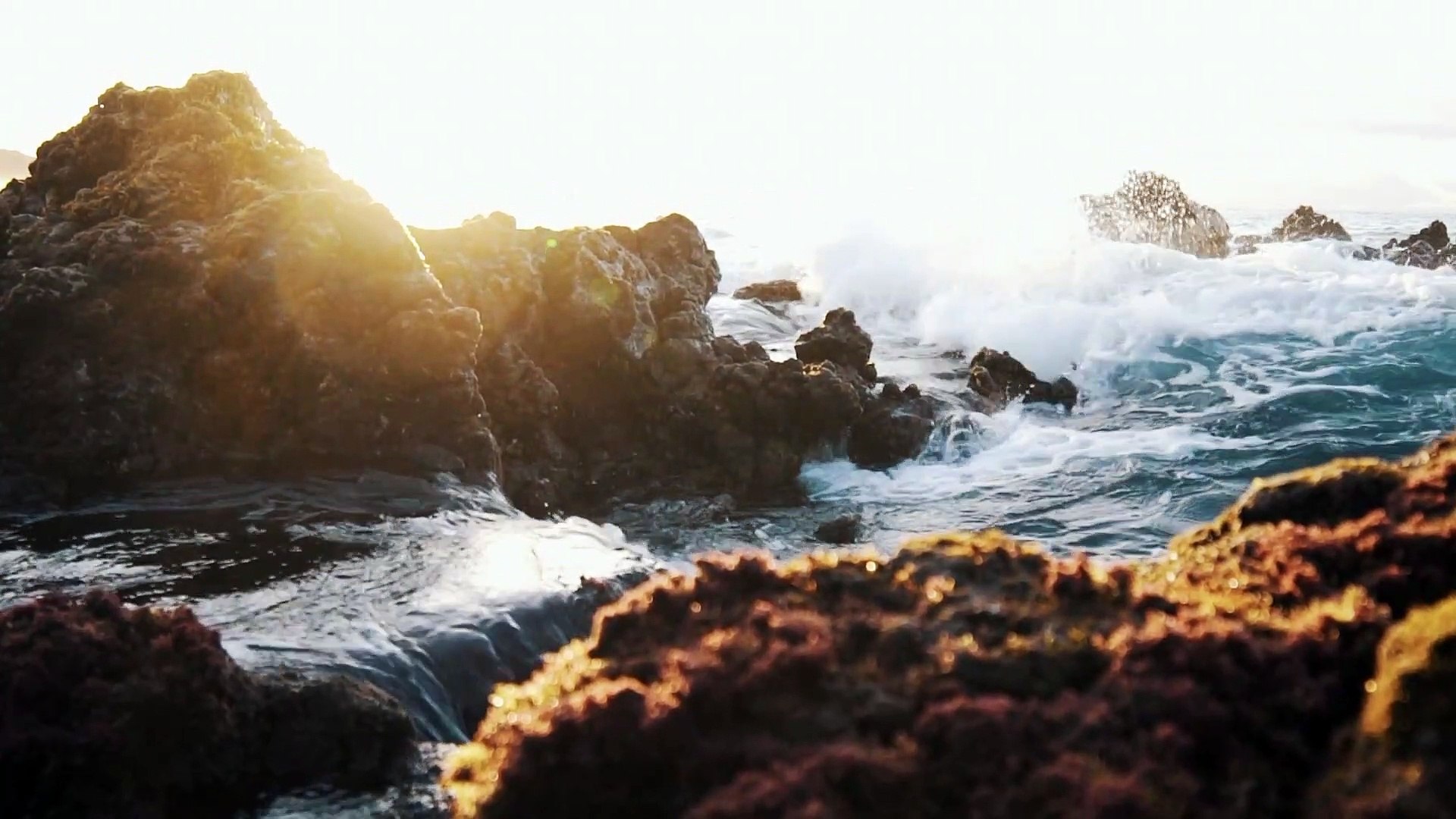 Funny animals vedios for animals vedios