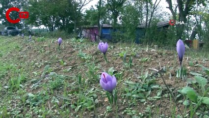 Kilosu 100 bin TL olan safran çiçek açtı